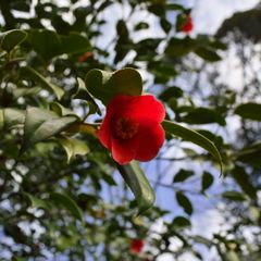 路傍の花たち2016：紅一輪