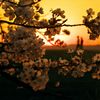 桜archives2017：夕暮れ磯部堤_b