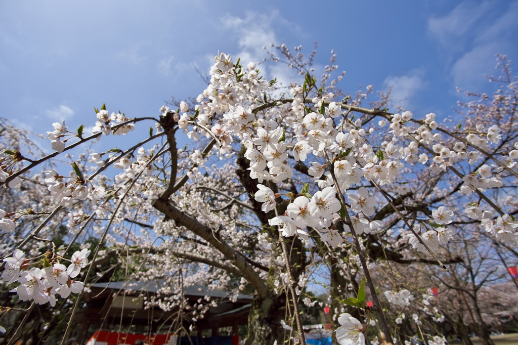 桜めぐり2015：古城公園枝垂桜b