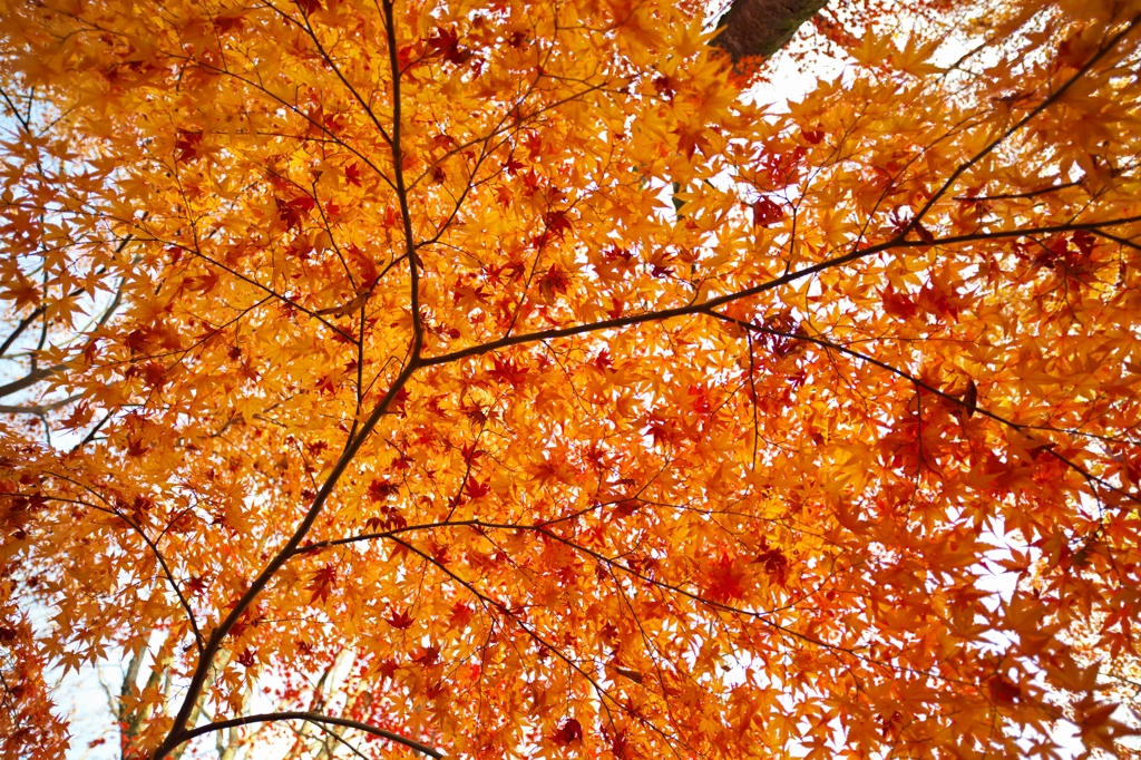 唐紅の綾錦2014r：橙に散り敷く