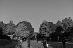 モノクロ散歩2017：上野公園の朝