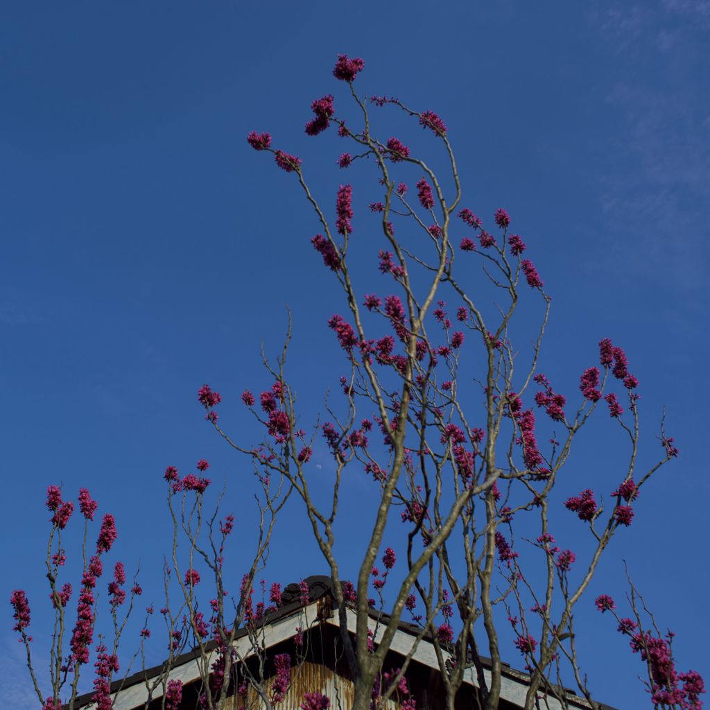 路傍の花たち2016：青と蘇芳色