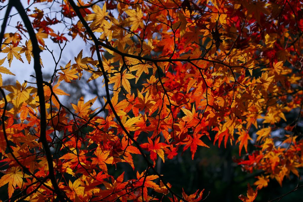 唐紅の綾錦2016：中之島の緑と黄と深緋