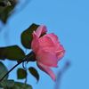 路傍の花たち2016：晩秋の桃色と青a