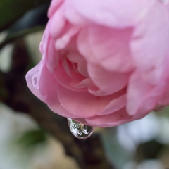 朝の山茶花