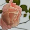 路傍の花たち2016：晩秋の桃色と緑b