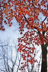 唐紅の綾錦2015：流れ落ちる紅