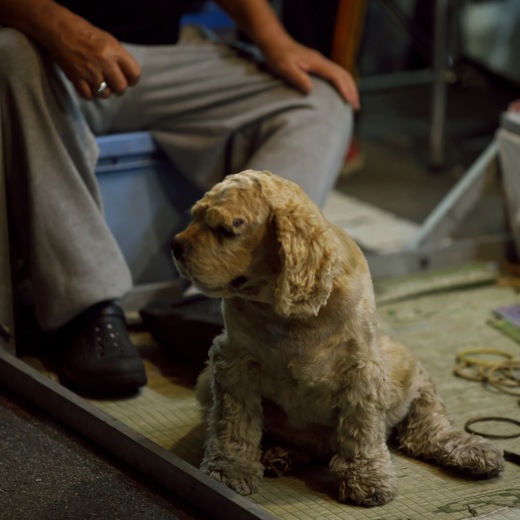 つくりもん2015：露店の看板犬a