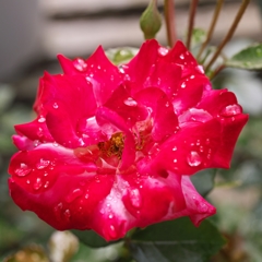 路傍の花たち2015：Dews on Rose