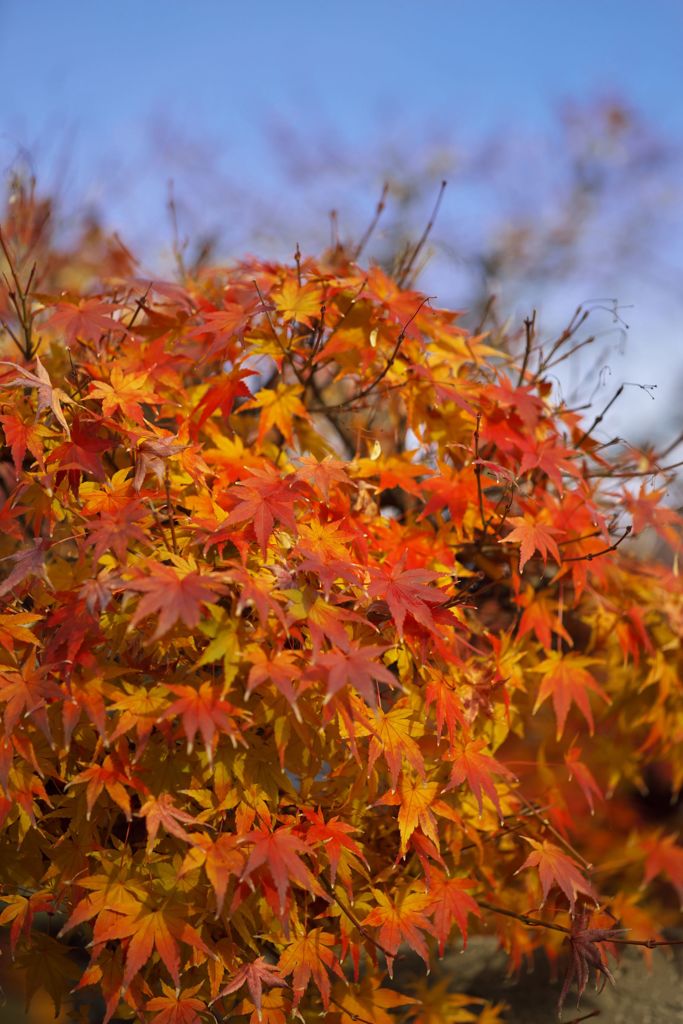 路傍の花たち2016：垣根の紅葉