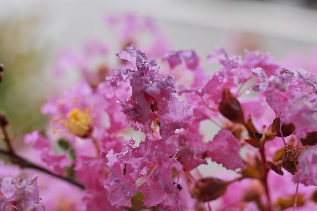 路傍の花たち2015：雨後の百日紅