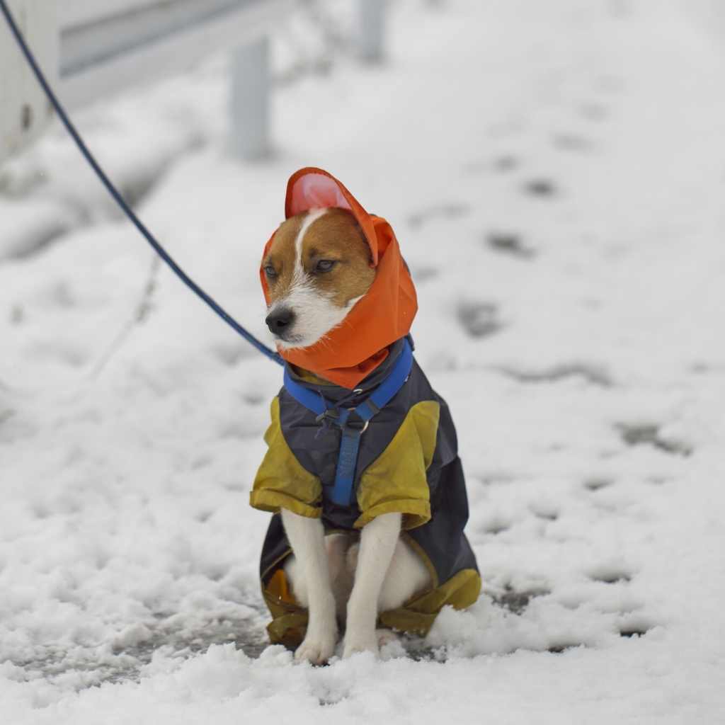 雪中おすわり