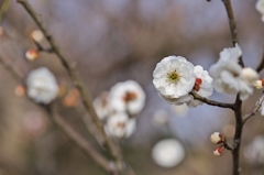 古城公園梅林2015：加賀の白梅