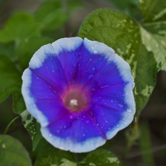 路傍の花たち2015：秋雨の朝顔