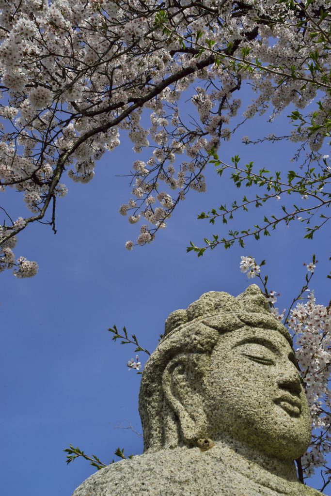 路傍の花たち2016：護国山正法禅寺山門前