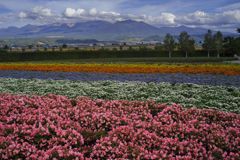 北海道旅行2016：花絨毯と十勝連山a