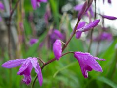 路傍の花たち2017：雨露の紫蘭