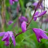 路傍の花たち2017：雨露の紫蘭
