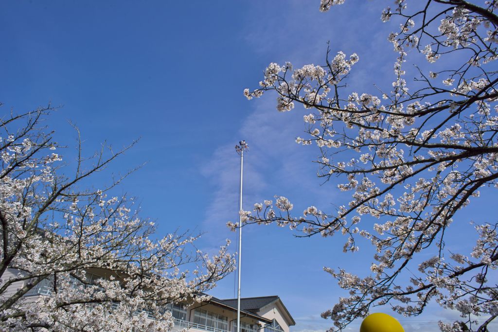 路傍の花たち2016：あおい幼稚園