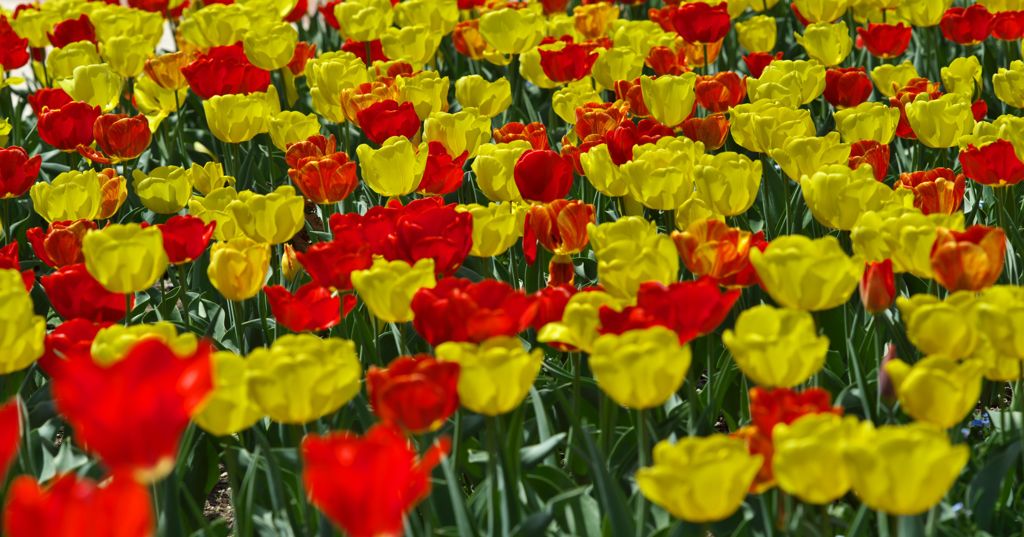 Tulip Fair 2018：黄と赤