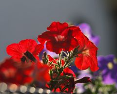 路傍の花たち2017：垣根のペニュニア