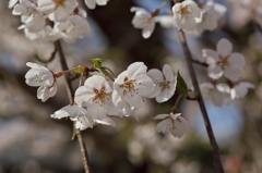 桜めぐり2015：古城公園の枝垂桜a