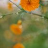 路傍の花たち2016：秋の長雨_黄花秋桜