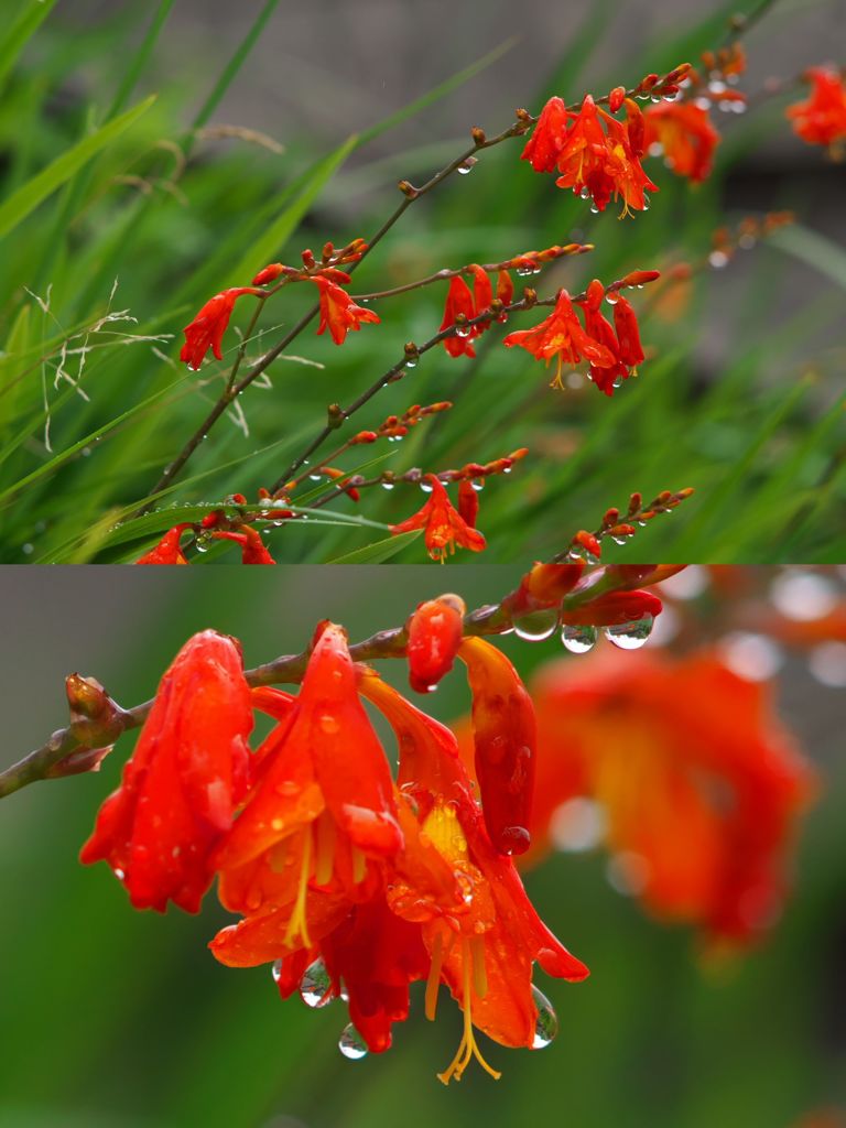 S180mmf2.8試写その５（姫檜扇水仙）