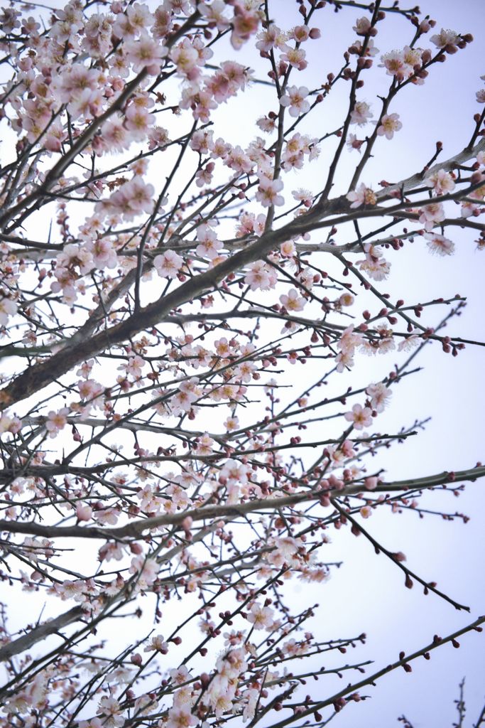 路傍の花たち2016：早春の夕空
