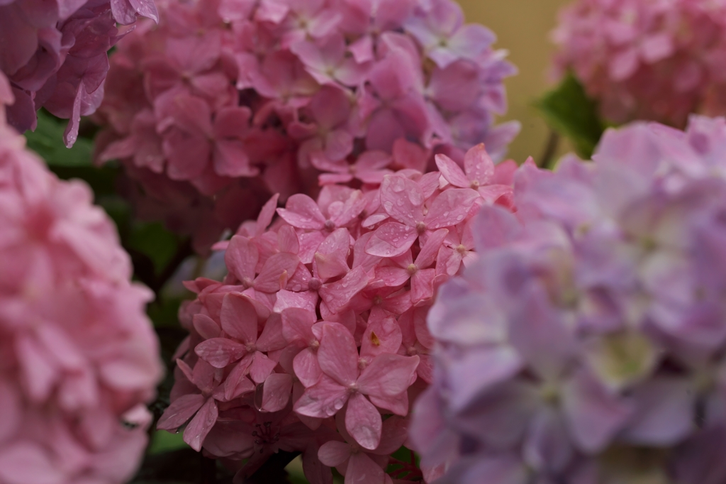 路傍の花たち2015：濡れた赤紫と水色