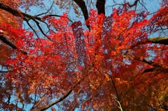 唐紅の綾錦2014c：北外濠の畔