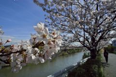 路傍の花たち2016：下条川千本桜（寄ってみる3）