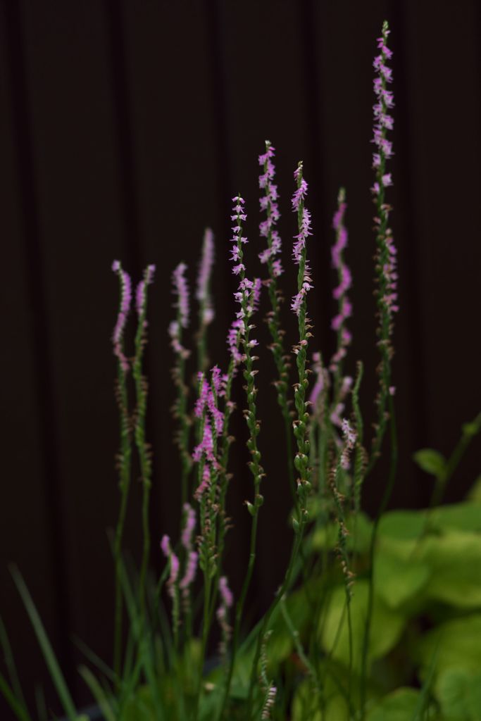 路傍の花たち2016：ねじ花たち