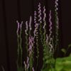 路傍の花たち2016：ねじ花たち