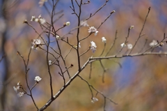 唐紅の綾錦2014j：晩秋桜