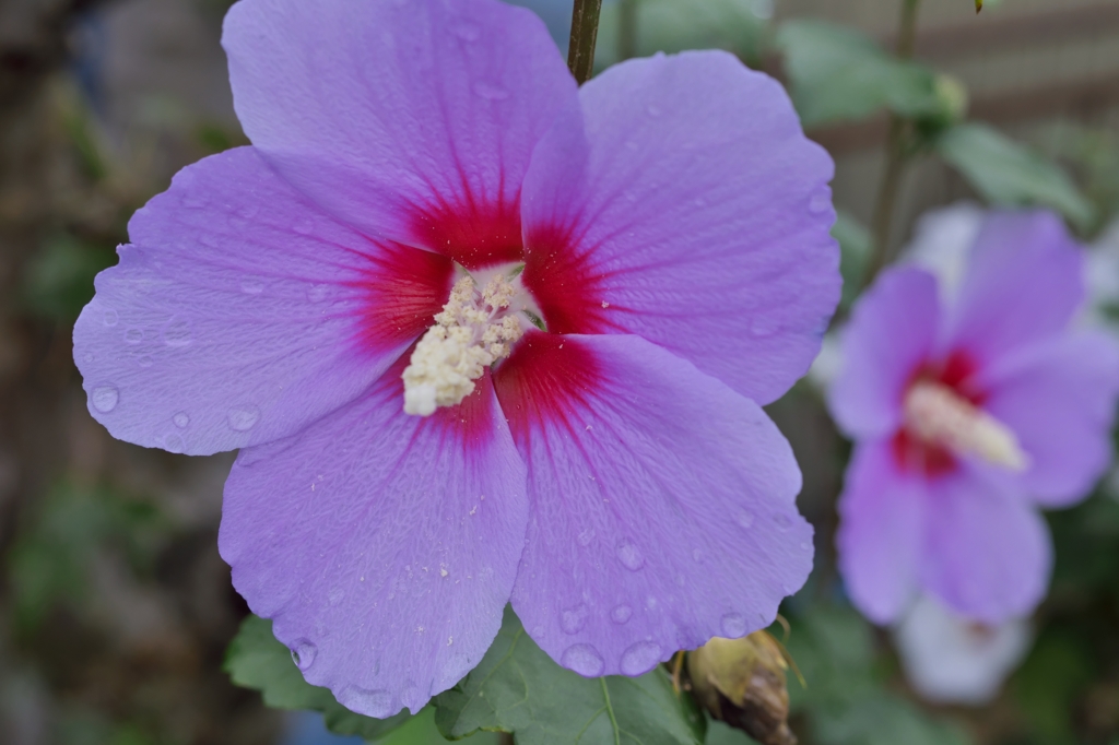 路傍の花たち2015：秋の雨