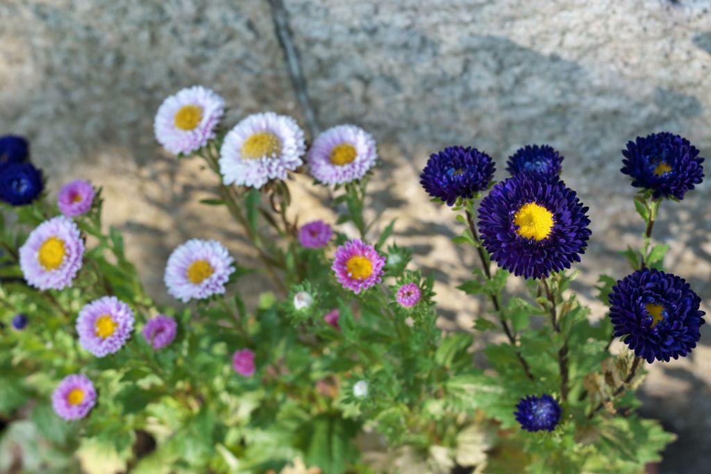 路傍の花たち2016：雛菊_夏の朝