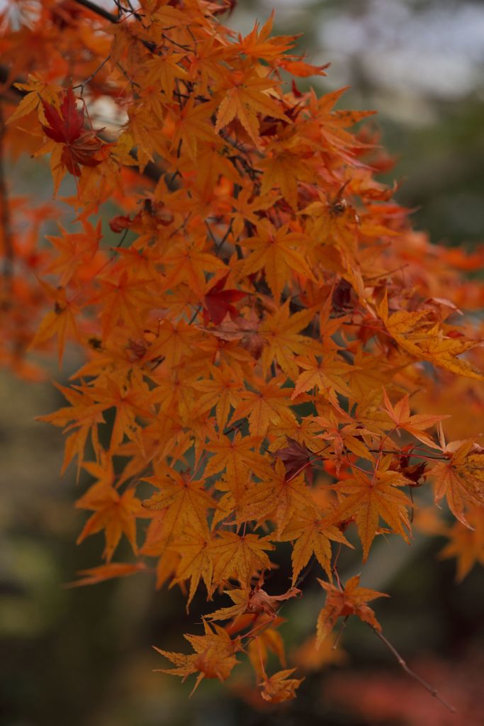 唐紅の綾錦2016：北外濠の紅緋