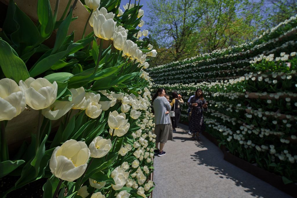 Tulip Fair 2018：花の大谷