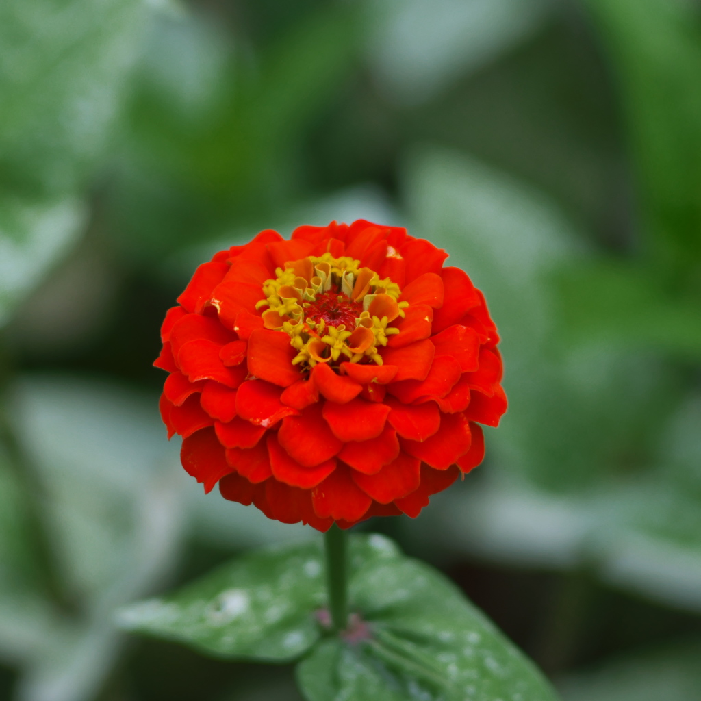 路傍の花たち2016：百日草ひとり