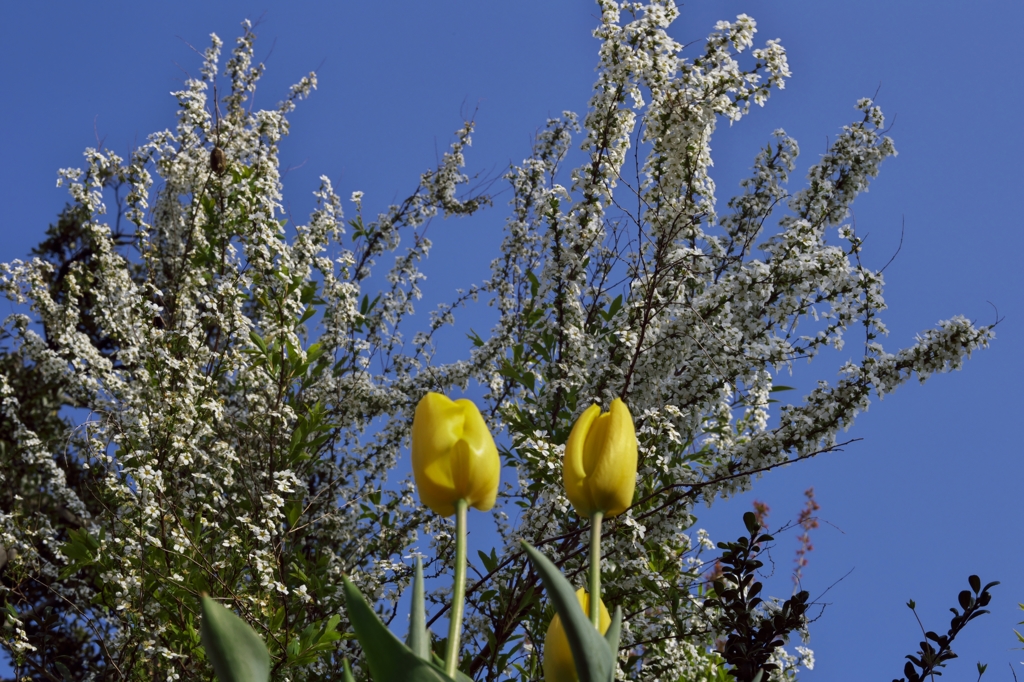 路傍の花たち2015：青と白と黄色a