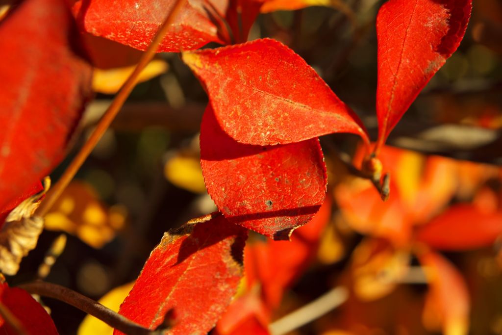 路傍の花たち2016：紅蓮の満天星d