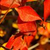 路傍の花たち2016：紅蓮の満天星d