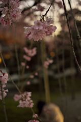路傍の花たち2016：護国神社の紅枝垂c