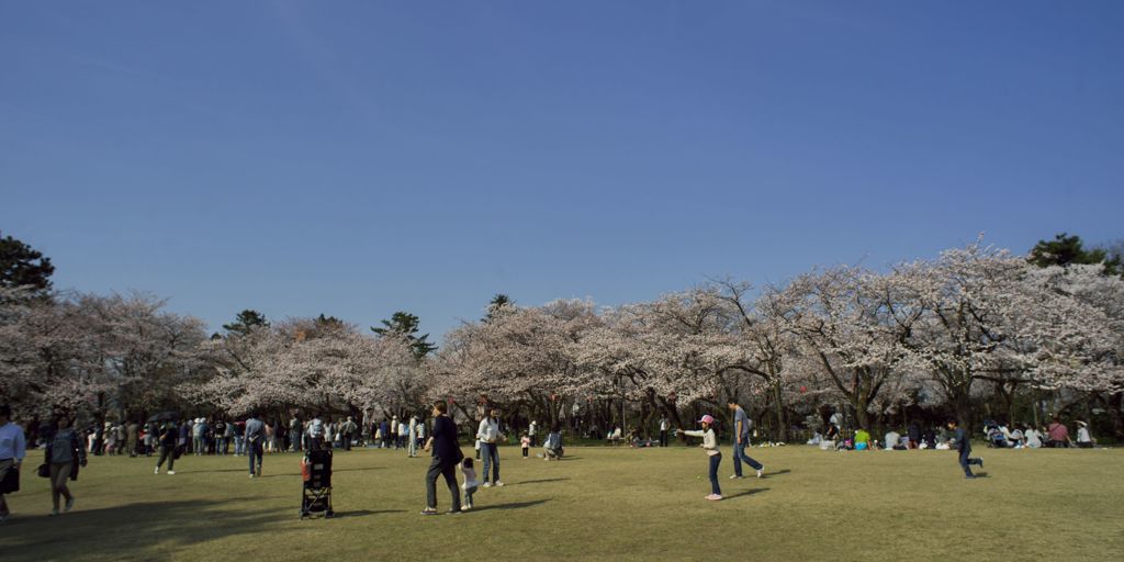 路傍の花たち2016：小竹藪の賑わい
