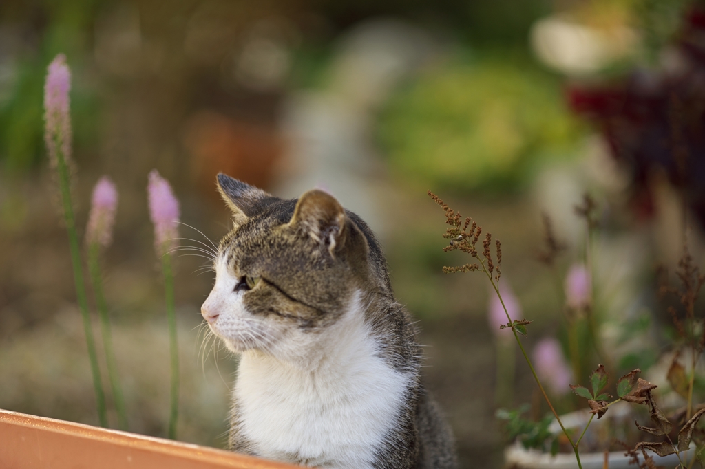 もの思うよもぎ猫