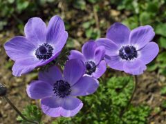 路傍の花たち2016：風の花