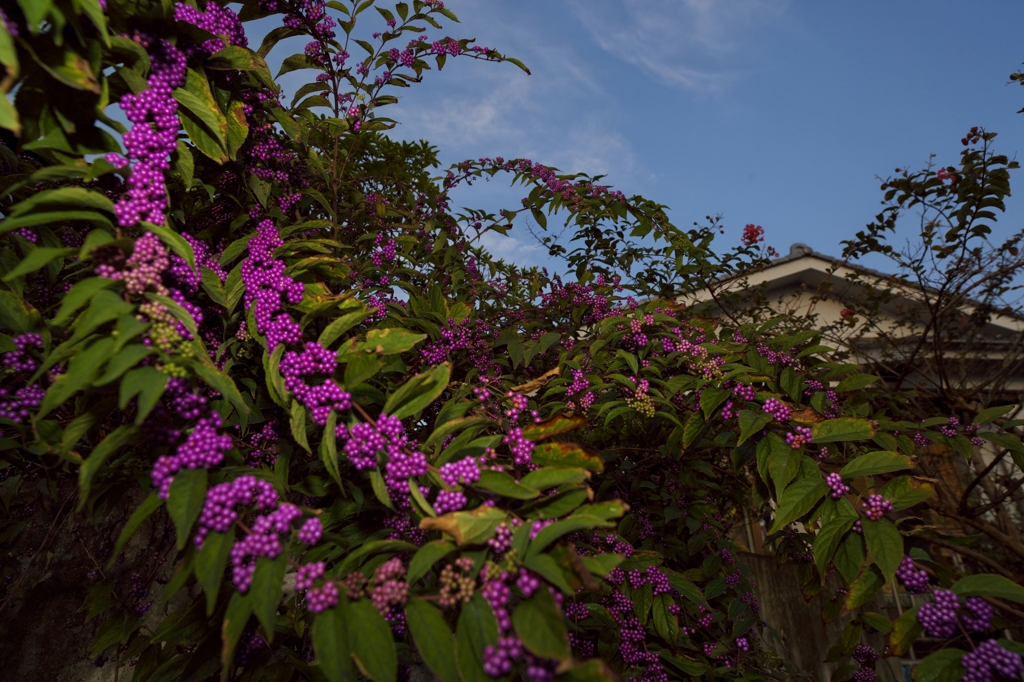 路傍の花たち2015：小紫いっぱい