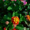 路傍の花たち2016：朝の七変化