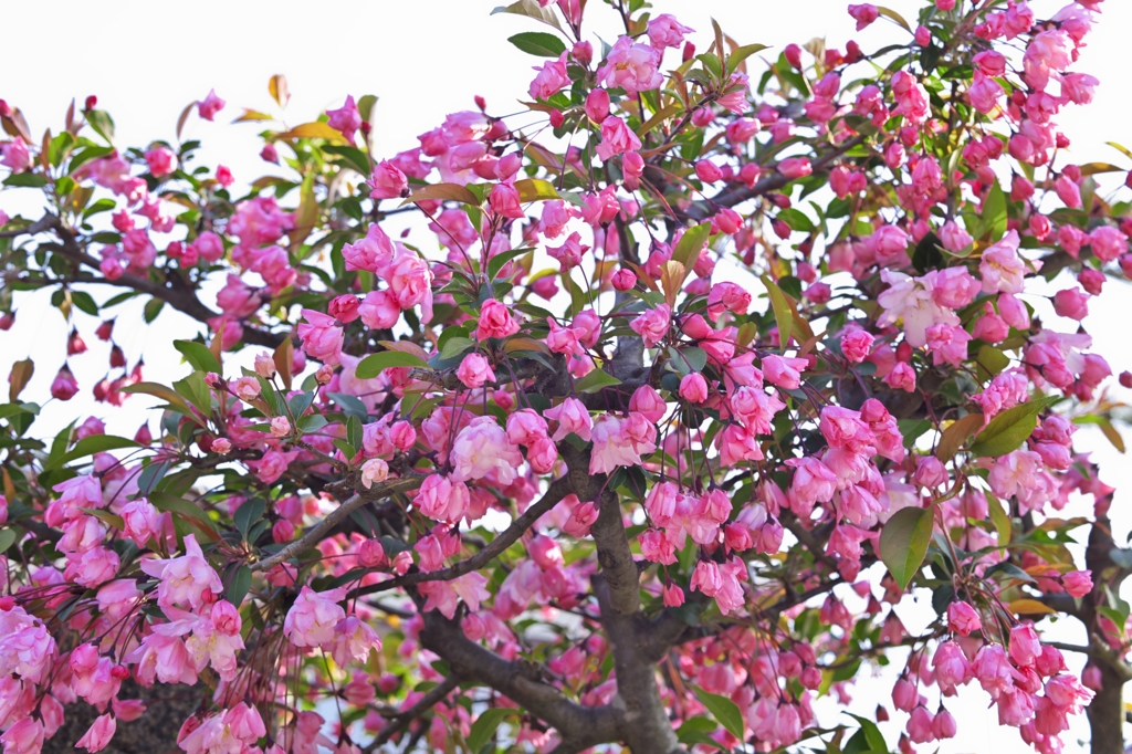 路傍の花たち2015：花海棠